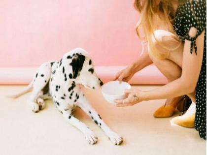 Vegan diets for dogs may be healthier and less dangerous than meat-based diets: Study | Vegan diets for dogs may be healthier and less dangerous than meat-based diets: Study