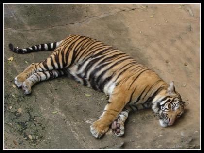Tigress dies at Delhi Zoo, sample sent for corona testing at Bareilly | Tigress dies at Delhi Zoo, sample sent for corona testing at Bareilly