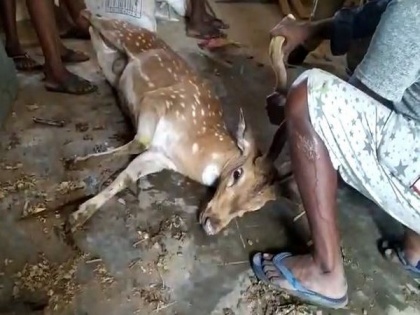 Villagers rescue deer after losing track in Chittoor district | Villagers rescue deer after losing track in Chittoor district