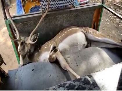 Two held for killing deer in Andhra's Krishna district | Two held for killing deer in Andhra's Krishna district