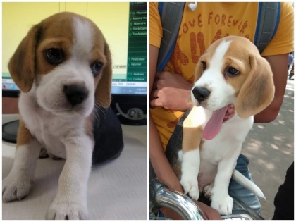Pune: 'Kidnapped' beagle pup back with owner, Zomato says not our man | Pune: 'Kidnapped' beagle pup back with owner, Zomato says not our man