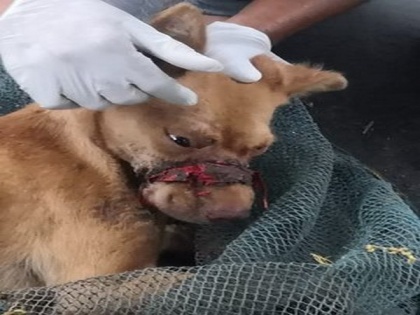 Dog with its mouth sealed by tape for 2 weeks rescued in Kerala | Dog with its mouth sealed by tape for 2 weeks rescued in Kerala