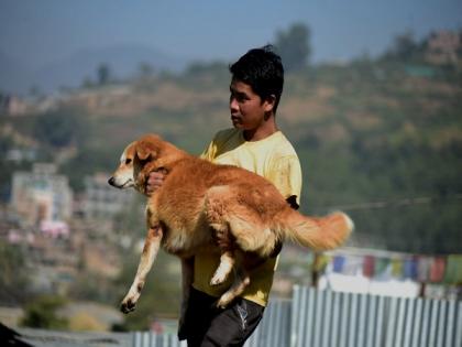 Nepal: People worship dogs on second day of 'Kukur Tihar' festival | Nepal: People worship dogs on second day of 'Kukur Tihar' festival
