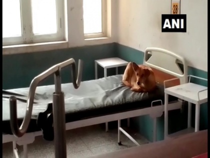Patients at UP's Moradabad District Hospital complain of dog menace | Patients at UP's Moradabad District Hospital complain of dog menace