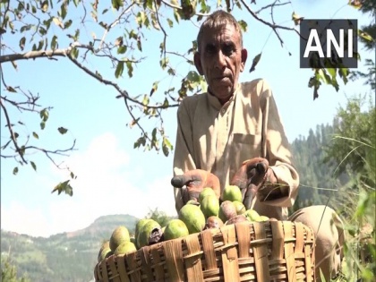 Farmers make profits through walnut cultivation in J-K's Panchari | Farmers make profits through walnut cultivation in J-K's Panchari
