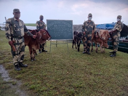 BSF rescues 95 cattle heads from border districts of West Bengal, Assam | BSF rescues 95 cattle heads from border districts of West Bengal, Assam