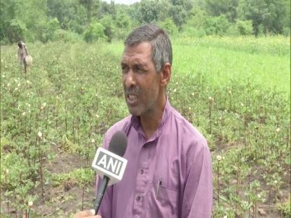 Bhopal-based farmer grows red ladyfinger in his garden | Bhopal-based farmer grows red ladyfinger in his garden