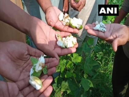 Punjab's Bhatinda reports pink bollworm infestation in cotton fields | Punjab's Bhatinda reports pink bollworm infestation in cotton fields