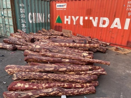Red sanders worth Rs 5 crore seized at Chennai port | Red sanders worth Rs 5 crore seized at Chennai port