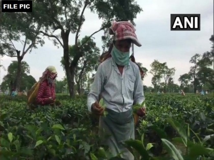 Assam: Tea estate in Dibrugarh shut down as 133 test COVID positive | Assam: Tea estate in Dibrugarh shut down as 133 test COVID positive