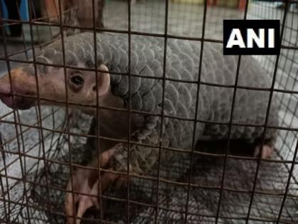 West Bengal: Three arrested with1 live pangolin, scales in Jalpaiguri | West Bengal: Three arrested with1 live pangolin, scales in Jalpaiguri
