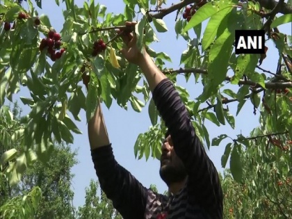 Cherry harvesting begins in Kashmir Valley after Covid restrictions relaxed | Cherry harvesting begins in Kashmir Valley after Covid restrictions relaxed