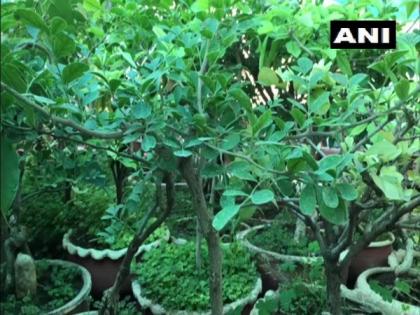 MP: Jabalpur man creates mini forest on terrace with over 2,500 bonsais | MP: Jabalpur man creates mini forest on terrace with over 2,500 bonsais