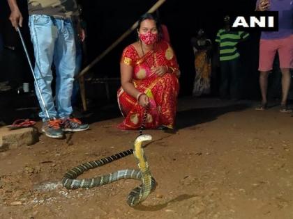 8-foot king cobra rescued by woman in Odisha's Mayurbhanj | 8-foot king cobra rescued by woman in Odisha's Mayurbhanj