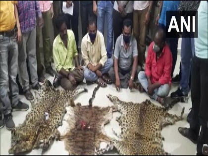 8 held in Odisha's Kalahandi; tiger, leopard skins seized | 8 held in Odisha's Kalahandi; tiger, leopard skins seized