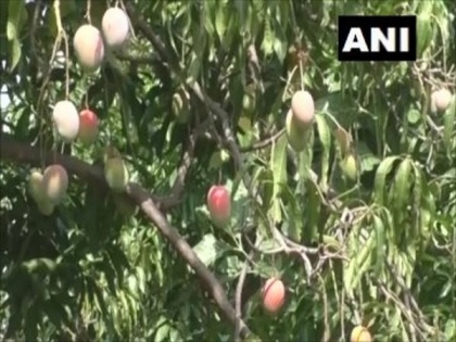 Two brothers in Madhya Pradesh grow world's heaviest mango variety Amrapuri and simply delicious Sensation | Two brothers in Madhya Pradesh grow world's heaviest mango variety Amrapuri and simply delicious Sensation