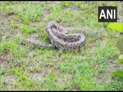7-feet-long python rescued in Odisha's Kalahandi | 7-feet-long python rescued in Odisha's Kalahandi