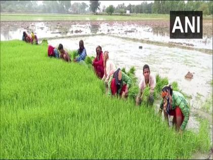 Paddy growers in UP's Aligarh face problems due to delayed monsoon, seek govt help | Paddy growers in UP's Aligarh face problems due to delayed monsoon, seek govt help