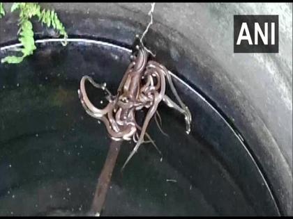 15 baby Cobra snakes rescued in Odisha's Ganjam | 15 baby Cobra snakes rescued in Odisha's Ganjam
