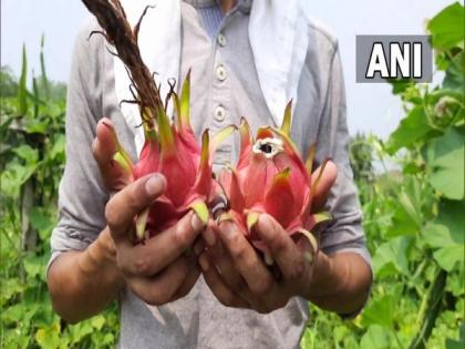 Orchadist in J-K's Kathua plants dragon fruit, attracts locals | Orchadist in J-K's Kathua plants dragon fruit, attracts locals