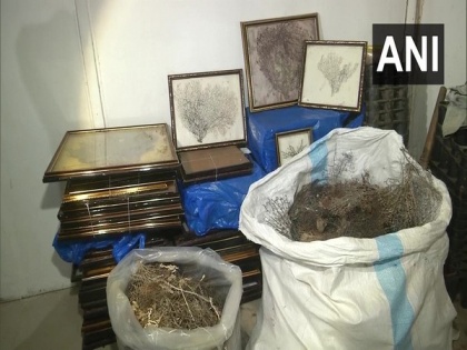 Man arrested in Gujarat's Vadodara for selling sea fans, 862 pieces of the coral recovered | Man arrested in Gujarat's Vadodara for selling sea fans, 862 pieces of the coral recovered