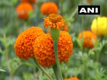 With home-grown marigold flowers, Kerala group of friends kickstart business this Onam | With home-grown marigold flowers, Kerala group of friends kickstart business this Onam