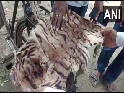 One held with tiger skin, nails in Odisha | One held with tiger skin, nails in Odisha