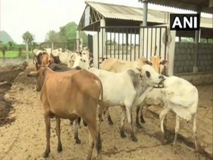 Andhra Pradesh: 98 cows found dead in bovine shelter | Andhra Pradesh: 98 cows found dead in bovine shelter