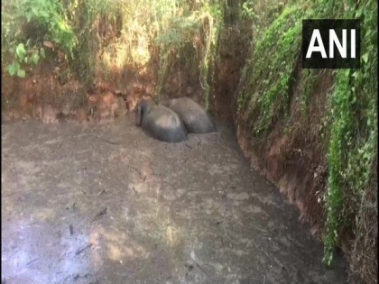 Officials rescue two wild elephants in Kerala's Wayanad | Officials rescue two wild elephants in Kerala's Wayanad