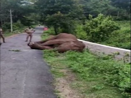 Elephant found dead in Mettupalayam forest range | Elephant found dead in Mettupalayam forest range