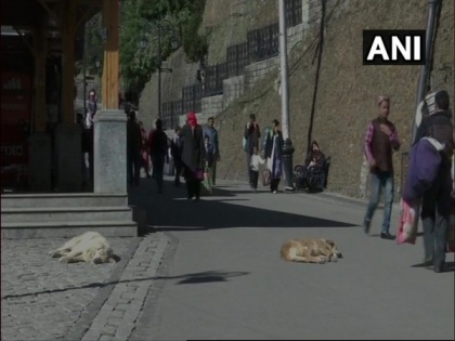Himachal: SMC offers free parking, 100 pc discount on garbage bill for adopting stray dogs | Himachal: SMC offers free parking, 100 pc discount on garbage bill for adopting stray dogs