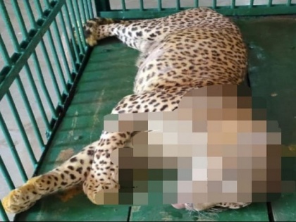 16-year-old leopard dies in Bhubaneswar Zoo | 16-year-old leopard dies in Bhubaneswar Zoo