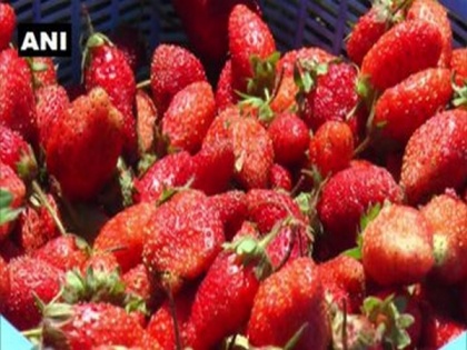 Lockdown hits strawberry farmers in Kerala | Lockdown hits strawberry farmers in Kerala