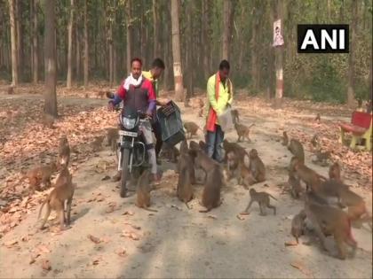 Gorakhpur temple management feeds monkeys amid lockdown | Gorakhpur temple management feeds monkeys amid lockdown Gorakhpur temple management feeds monkeys amid lockdown | Gorakhpur temple management feeds monkeys amid lockdown