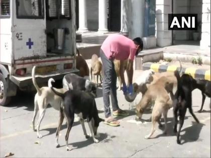 NGO volunteers feed stray dogs in central Delhi amid lockdown | NGO volunteers feed stray dogs in central Delhi amid lockdown