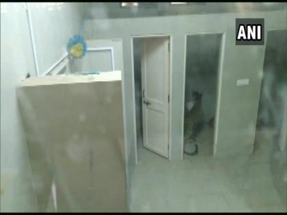 Leopard enters hospital in Gandhinagar, rescued by forest dept | Leopard enters hospital in Gandhinagar, rescued by forest dept Leopard enters hospital in Gandhinagar, rescued by forest dept | Leopard enters hospital in Gandhinagar, rescued by forest dept