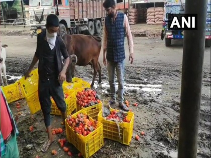 Lockdown hits tomato traders of Moradabad hard | Lockdown hits tomato traders of Moradabad hard