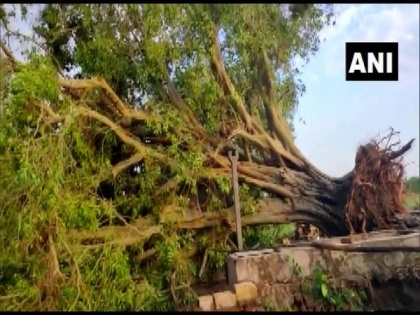 Two people die after tree falls on them in Gujarat's Amreli | Two people die after tree falls on them in Gujarat's Amreli