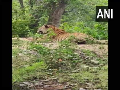 Tiger spotted at roadside in Karnataka's Kodagu | Tiger spotted at roadside in Karnataka's Kodagu