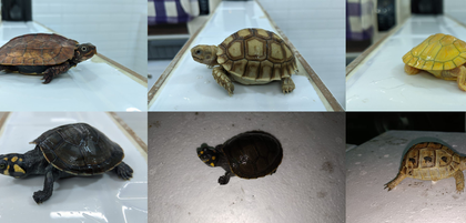 Mumbai DRI seizes 306 exotic live animals smuggled from Thailand | Mumbai DRI seizes 306 exotic live animals smuggled from Thailand Mumbai DRI seizes 306 exotic live animals smuggled from Thailand | Mumbai DRI seizes 306 exotic live animals smuggled from Thailand