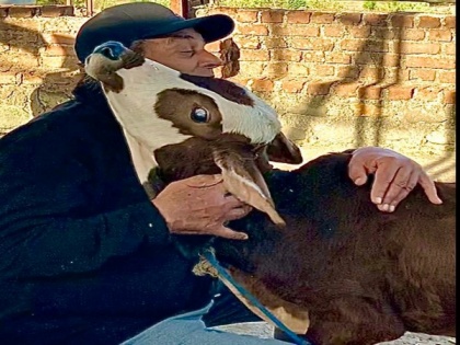 Dharmendra Deol shares affectionate video of cow caressing newborn baby calf | Dharmendra Deol shares affectionate video of cow caressing newborn baby calf