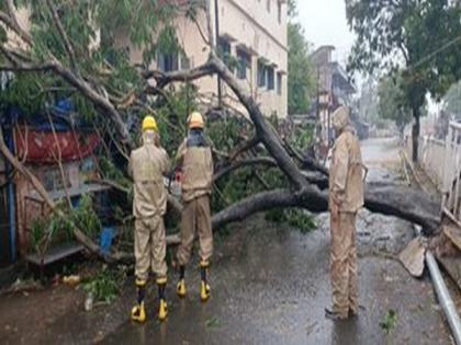 Cyclone Amphan: Uprooted trees block roads in Odisha's Bhadrak district | Cyclone Amphan: Uprooted trees block roads in Odisha's Bhadrak district
