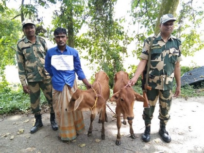 BSF nabs two Bangladeshi cattle smugglers in West Bengal's Malda | BSF nabs two Bangladeshi cattle smugglers in West Bengal's Malda