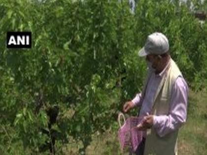 Mulberry production up due to favourable weather in Srinagar | Mulberry production up due to favourable weather in Srinagar