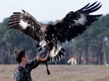 Golden eagles may use turbulence to accelerate: Study | Golden eagles may use turbulence to accelerate: Study