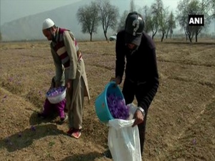 Farmers in Pampore hopeful of better price of Kashmiri saffron post GI tag | Farmers in Pampore hopeful of better price of Kashmiri saffron post GI tag