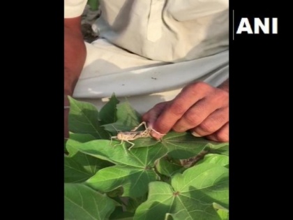 Locust swarms reach Punjab's Bhatinda | Locust swarms reach Punjab's Bhatinda