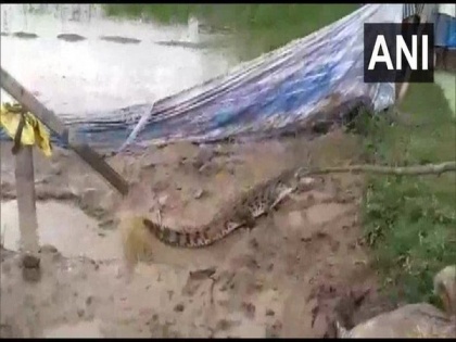 Crocodile rescued from gutter in Uttarakhand village | Crocodile rescued from gutter in Uttarakhand village