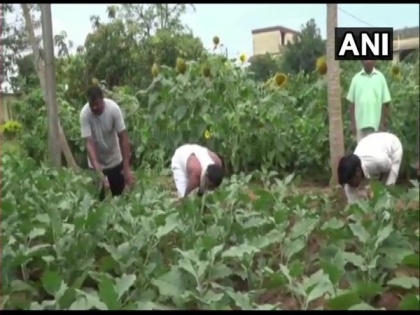 Odisha's Nayagarh sub-jail turns into vegetable garden, inmates given chance to earn | Odisha's Nayagarh sub-jail turns into vegetable garden, inmates given chance to earn