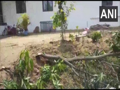 Elephant damaged trees, solar panel at BJP leader's residence in Chattisgarh's Jashpur | Elephant damaged trees, solar panel at BJP leader's residence in Chattisgarh's Jashpur